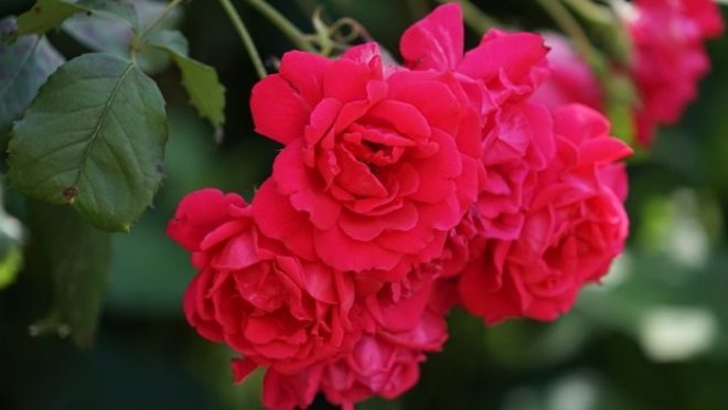 Het ontstaan van de pagus Flandrensis De Kronieken van de Westhoek